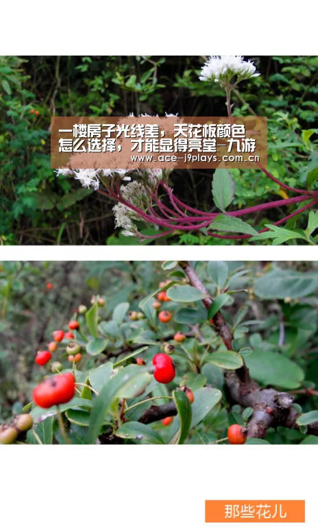 一楼房子光线差,天花板颜色怎么选择,才能显得亮堂-九游游戏中心手机版(图2) 九游游戏中心手机版